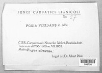 Poria viridans image